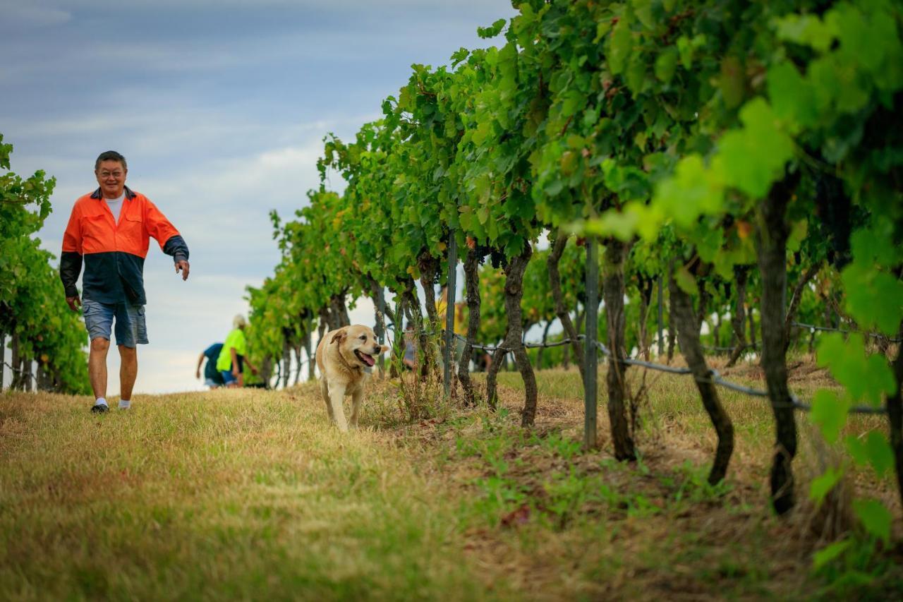 Hanging Tree Wines Pokolbin Luaran gambar